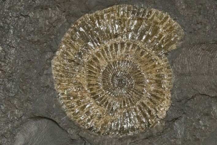 Pyritized Dactylioceras Ammonite On Shale - Germany #174253